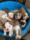 Bullmastiff Puppies