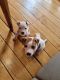 Bullmastiff Puppies for sale in Lismore NSW 2480, Australia. price: $800