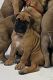 Bullmastiff Puppies for sale in Cape Coral, Florida. price: $1,000