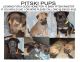 Bullmastiff Puppies for sale in Seattle, Washington. price: $500