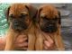Bullmastiff Puppies for sale in Temecula, CA, USA. price: NA