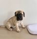 Bullmastiff Puppies for sale in Westminster, California. price: $1,000