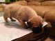 Bullmastiff Puppies for sale in Palm Bay, FL, USA. price: NA