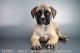 Bullmastiff Puppies for sale in San Diego, CA, USA. price: NA
