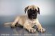 Bullmastiff Puppies for sale in Chula Vista, CA, USA. price: NA