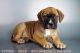 Bullmastiff Puppies for sale in Chula Vista, CA, USA. price: NA
