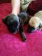 Bullmastiff Puppies for sale in Atlanta, GA, USA. price: NA