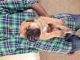 Bullmastiff Puppies for sale in Ahmedabad, Gujarat, India. price: 14000 INR