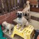 Bullmastiff Puppies for sale in Huntsville, AL, USA. price: $300