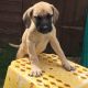 Bullmastiff Puppies for sale in Erie, PA, USA. price: NA