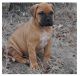 Bullmastiff Puppies for sale in Little Rock, AR, USA. price: NA