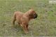 Bullmastiff Puppies for sale in Montgomery, AL, USA. price: $500