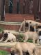 Bullmastiff Puppies for sale in Caroline County, MD, USA. price: $300