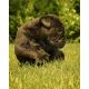 Bullmastiff Puppies for sale in Charleston, SC, USA. price: NA