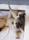 Bullmastiff Puppies for sale in San Diego, CA, USA. price: NA