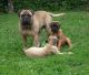 Bullmastiff Puppies for sale in Brownton, WV 26330, USA. price: $400