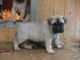 Bullmastiff Puppies for sale in Lincoln, NE, USA. price: $400