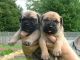 Bullmastiff Puppies for sale in Cedar Rapids, IA, USA. price: NA