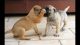 Bullmastiff Puppies for sale in Altus, AR, USA. price: NA