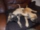 Bullmastiff Puppies for sale in Sioux Falls, SD, USA. price: NA