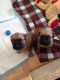 Bullmastiff Puppies for sale in Sacramento, CA, USA. price: NA
