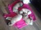 Bullmastiff Puppies for sale in Tampa, FL, USA. price: NA