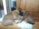 Bullmastiff Puppies for sale in Pleasantville, PA 16341, USA. price: NA