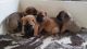 Bullmastiff Puppies for sale in Round Rock, TX, USA. price: NA