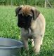 Bullmastiff Puppies for sale in Pittsburgh, PA, USA. price: NA