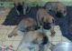 Bullmastiff Puppies for sale in Pittsburgh, PA, USA. price: $400
