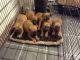Bullmastiff Puppies for sale in South Miami, FL, USA. price: NA