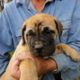 Bullmastiff Puppies for sale in New Haven, CT, USA. price: NA