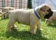 Bullmastiff Puppies for sale in Oregon City, OR 97045, USA. price: NA