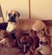 Bullmastiff Puppies for sale in Roseville, CA, USA. price: NA