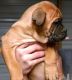 Bullmastiff Puppies for sale in St Pete Beach, FL, USA. price: NA
