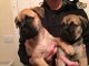 Bullmastiff Puppies for sale in Houston, TX, USA. price: NA