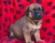 Bullmastiff Puppies for sale in Bakersfield, CA, USA. price: NA