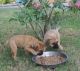 Bullmastiff Puppies for sale in Beaver Creek, CO 81620, USA. price: $600
