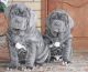 Bullmastiff Puppies for sale in Dallas, TX, USA. price: NA