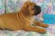 Bullmastiff Puppies for sale in Bear Creek, AL, USA. price: $500