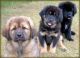 Bullmastiff Puppies for sale in Akron, CO 80720, USA. price: NA