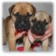 Bullmastiff Puppies for sale in Buffalo, NY, USA. price: NA