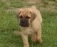 Bullmastiff Puppies for sale in Carlsbad, CA, USA. price: NA