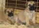 Bullmastiff Puppies for sale in Carlsbad, CA, USA. price: NA