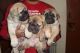 Bullmastiff Puppies for sale in Georgetown, GA, USA. price: NA