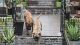 Bullmastiff Puppies for sale in Austin, TX, USA. price: NA