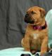 Bullmastiff Puppies for sale in Daly City, CA, USA. price: $400
