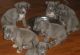 Bullmastiff Puppies for sale in Fontana, CA, USA. price: NA