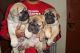 Bullmastiff Puppies for sale in Willow Lake, SD 57278, USA. price: NA