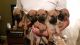 Bullmastiff Puppies for sale in El Paso, TX, USA. price: NA